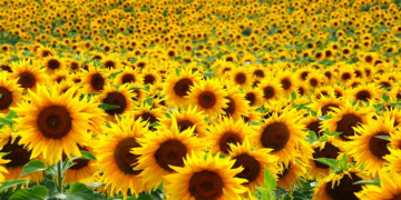 Blossoming opportunities: the flourishing sunflower export market