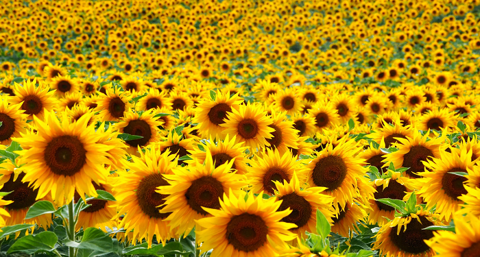 Blossoming opportunities: the flourishing sunflower export market