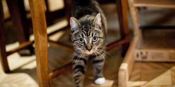 Как предотвратить и убрать метки котов в доме: проверенные способы